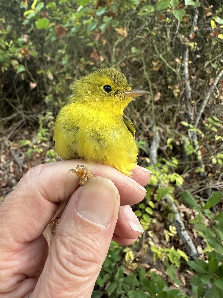 Wilson's Warbler - ML624226138