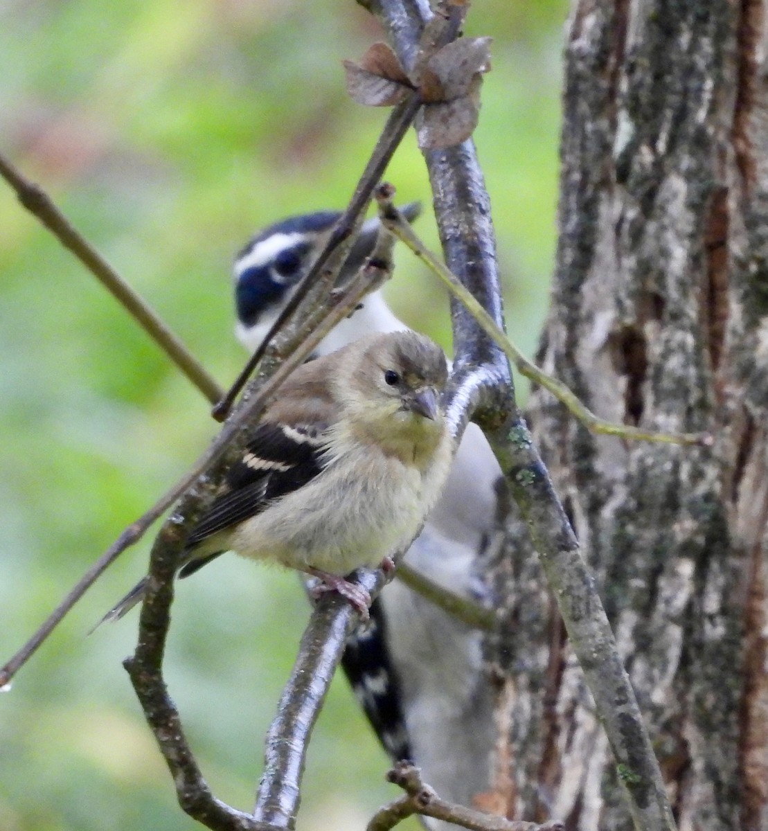 American Goldfinch - ML624226139