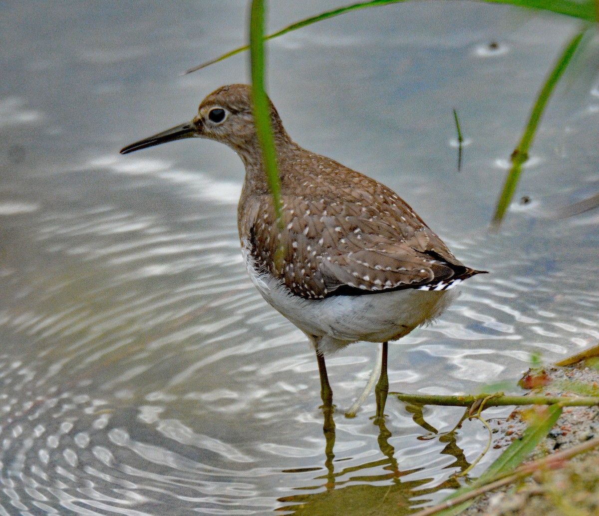 Solitary Sandpiper - ML624226143