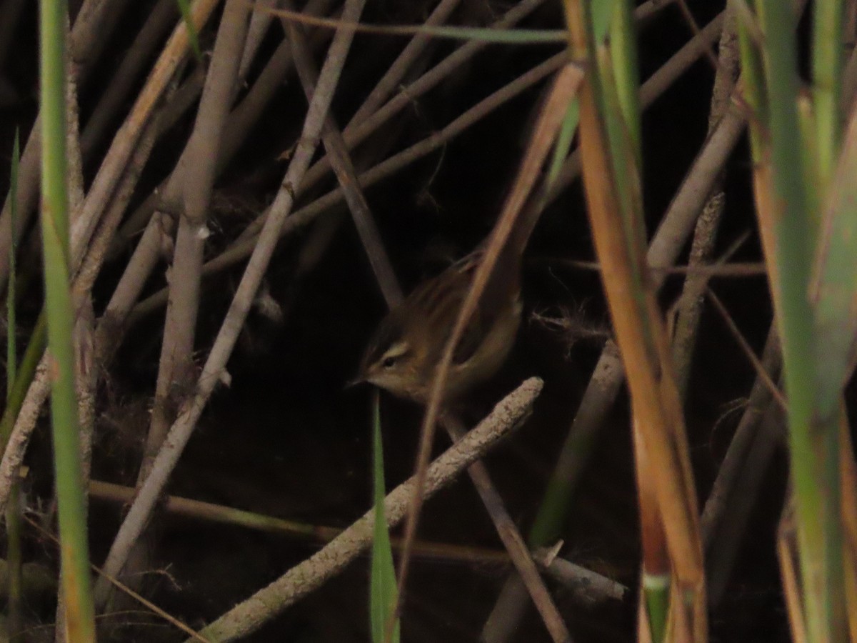 Sedge Warbler - Joaquín Meana