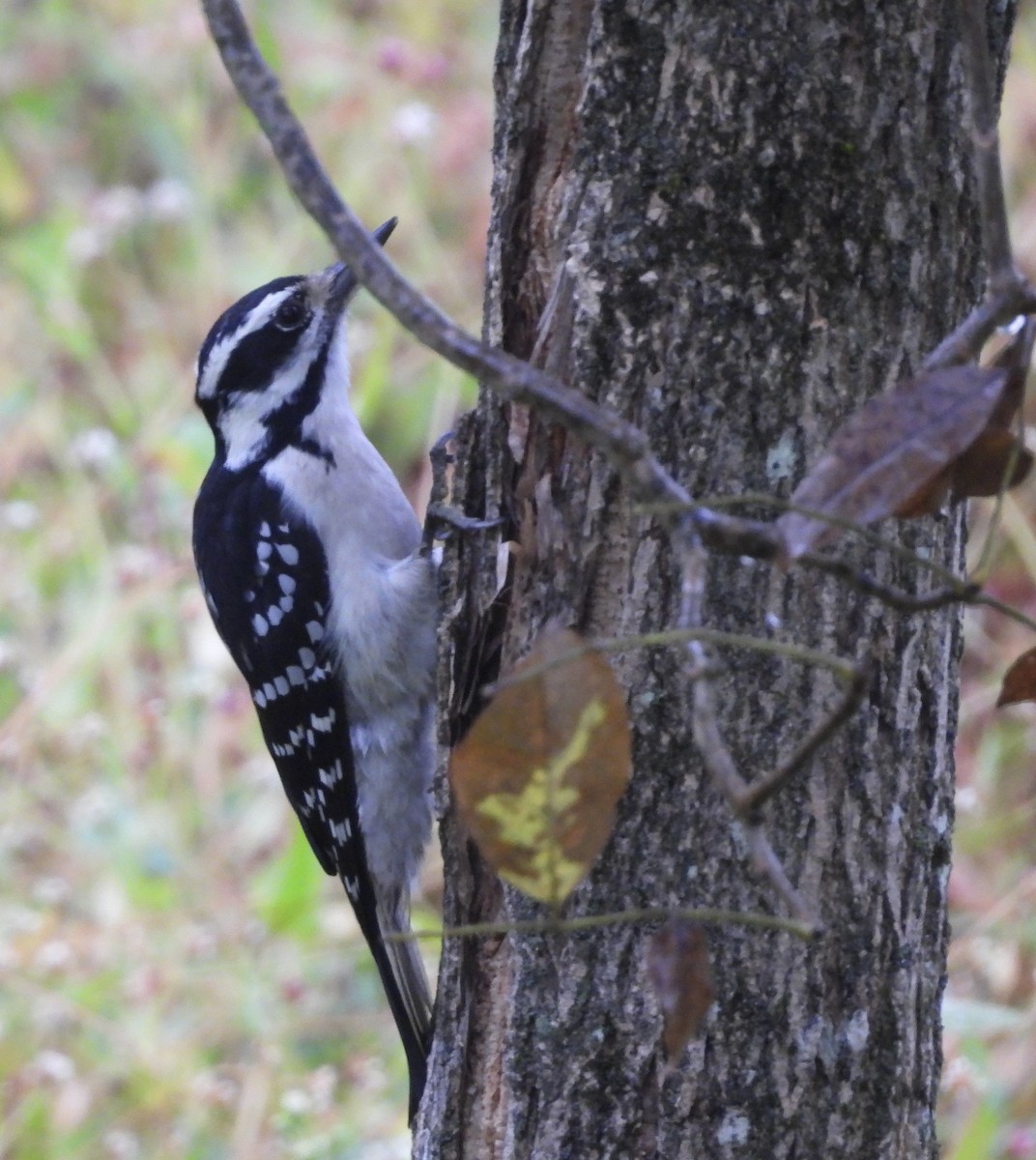 Hairy Woodpecker - ML624226146