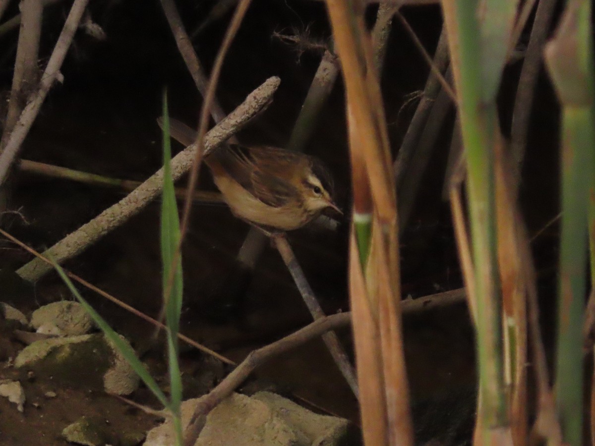 Sedge Warbler - Joaquín Meana