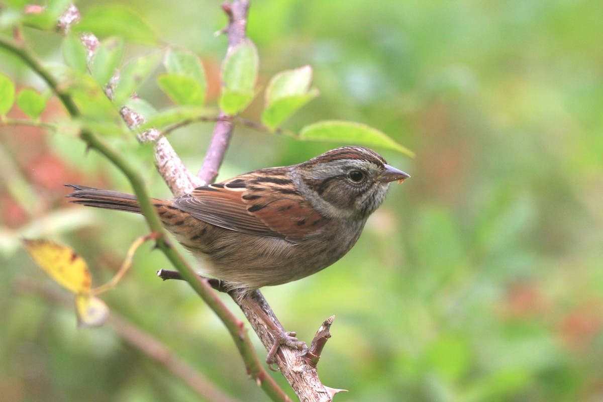 Swamp Sparrow - ML624226150