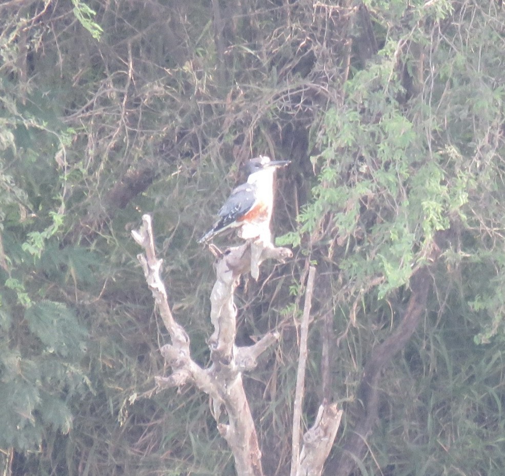 Ringed Kingfisher - Brion Thomas