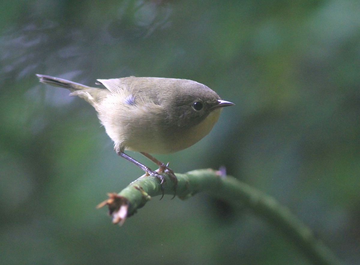 Common Yellowthroat - ML624226157