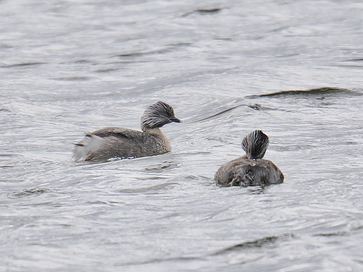 Hoary-headed Grebe - ML624226158