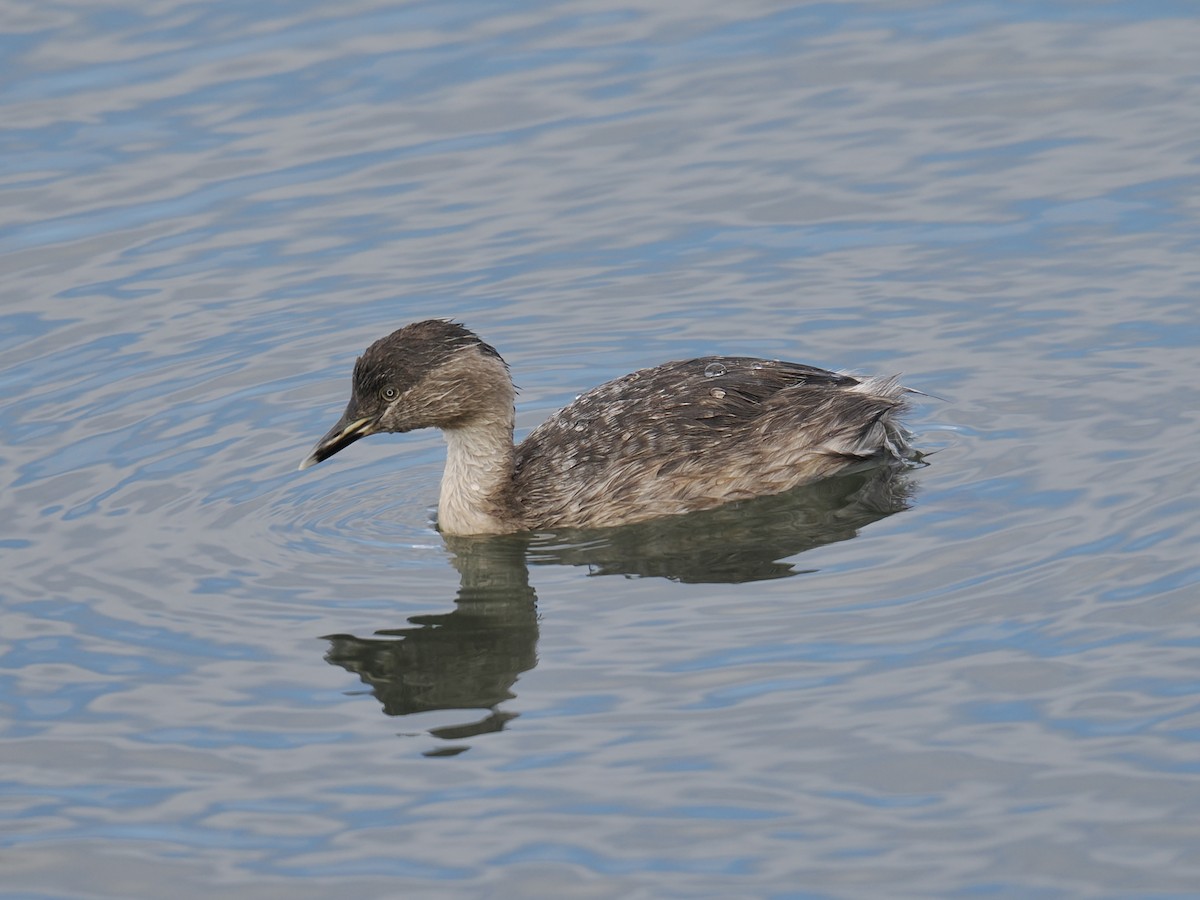 Hoary-headed Grebe - ML624226159