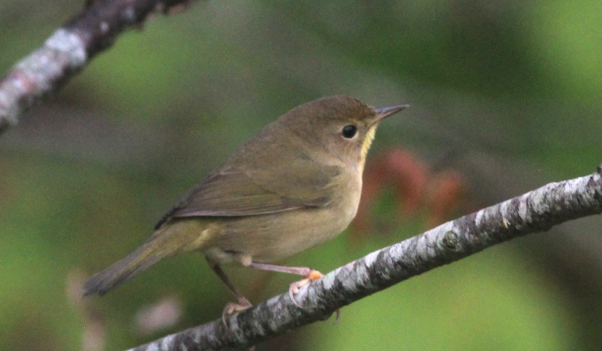 Common Yellowthroat - ML624226164