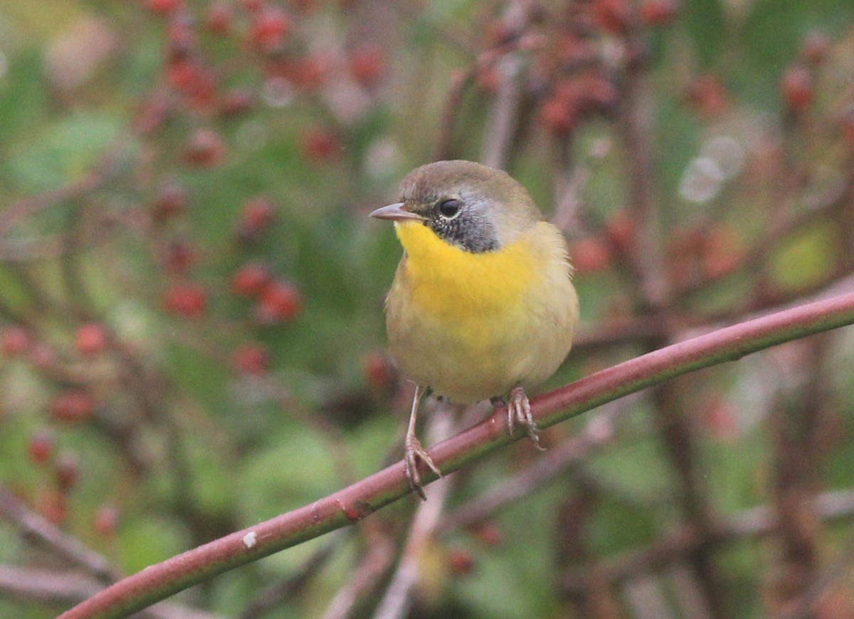 Common Yellowthroat - ML624226165