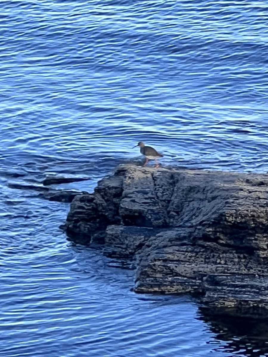 Common Redshank - ML624226166