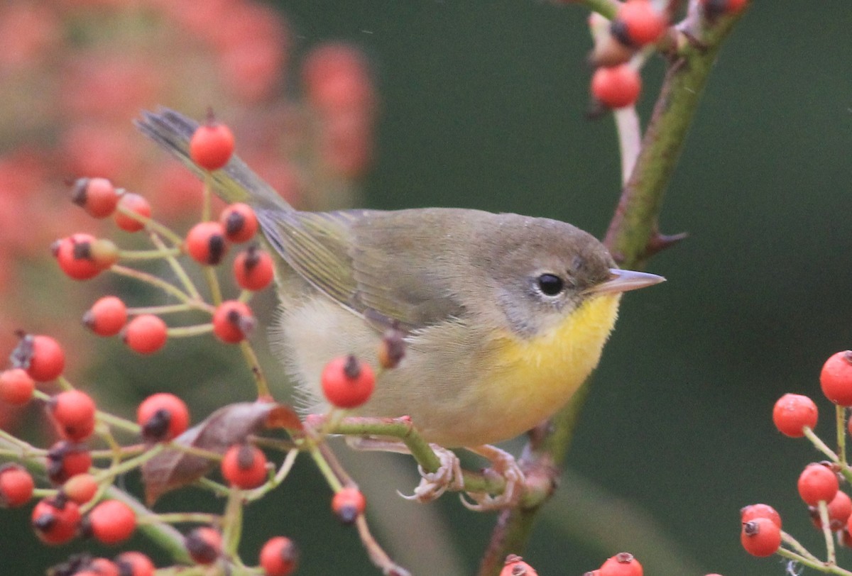 Common Yellowthroat - ML624226170