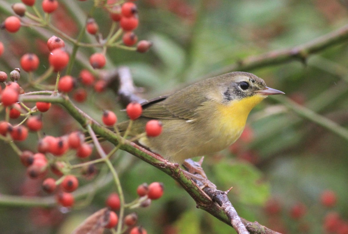 Common Yellowthroat - ML624226173