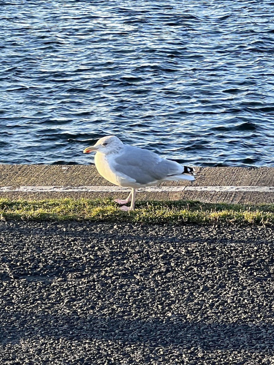 Herring Gull - ML624226178