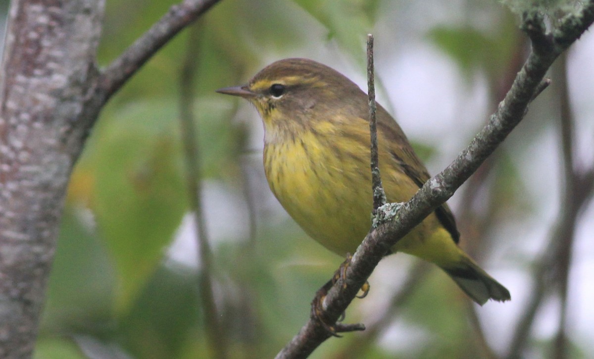 Palm Warbler - Harold Forsyth