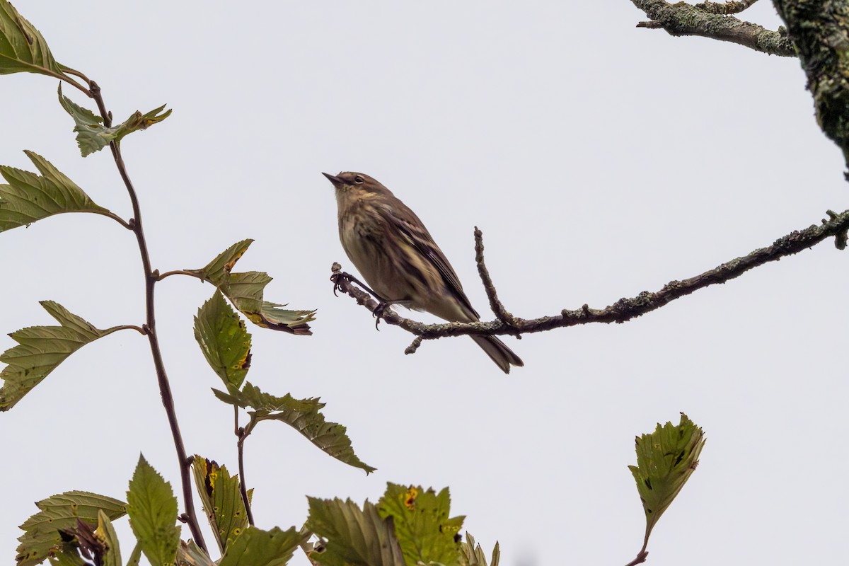 Yellow-rumped Warbler - ML624226185