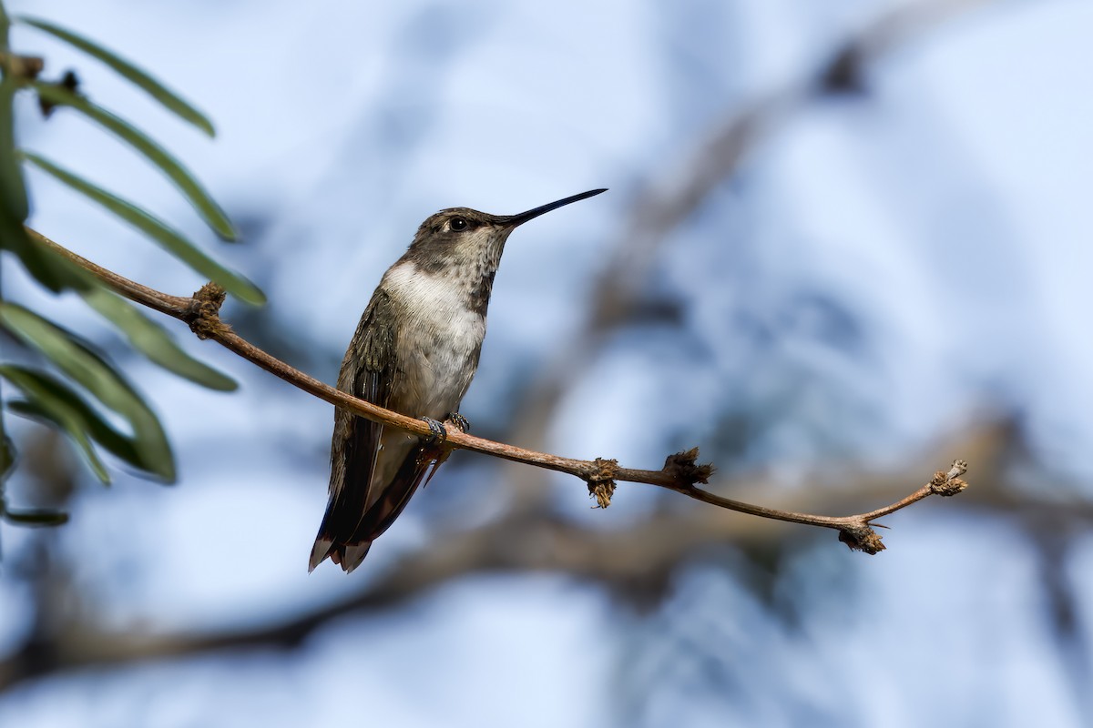 Black-chinned Hummingbird - ML624226186