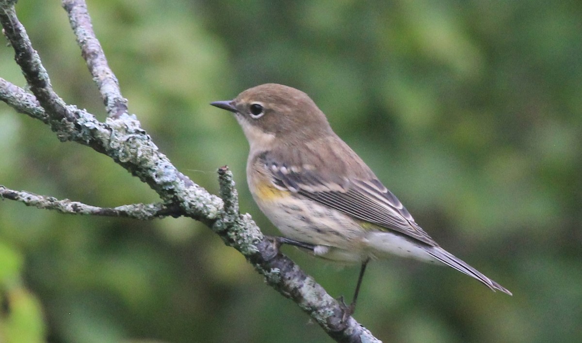 Yellow-rumped Warbler - ML624226187