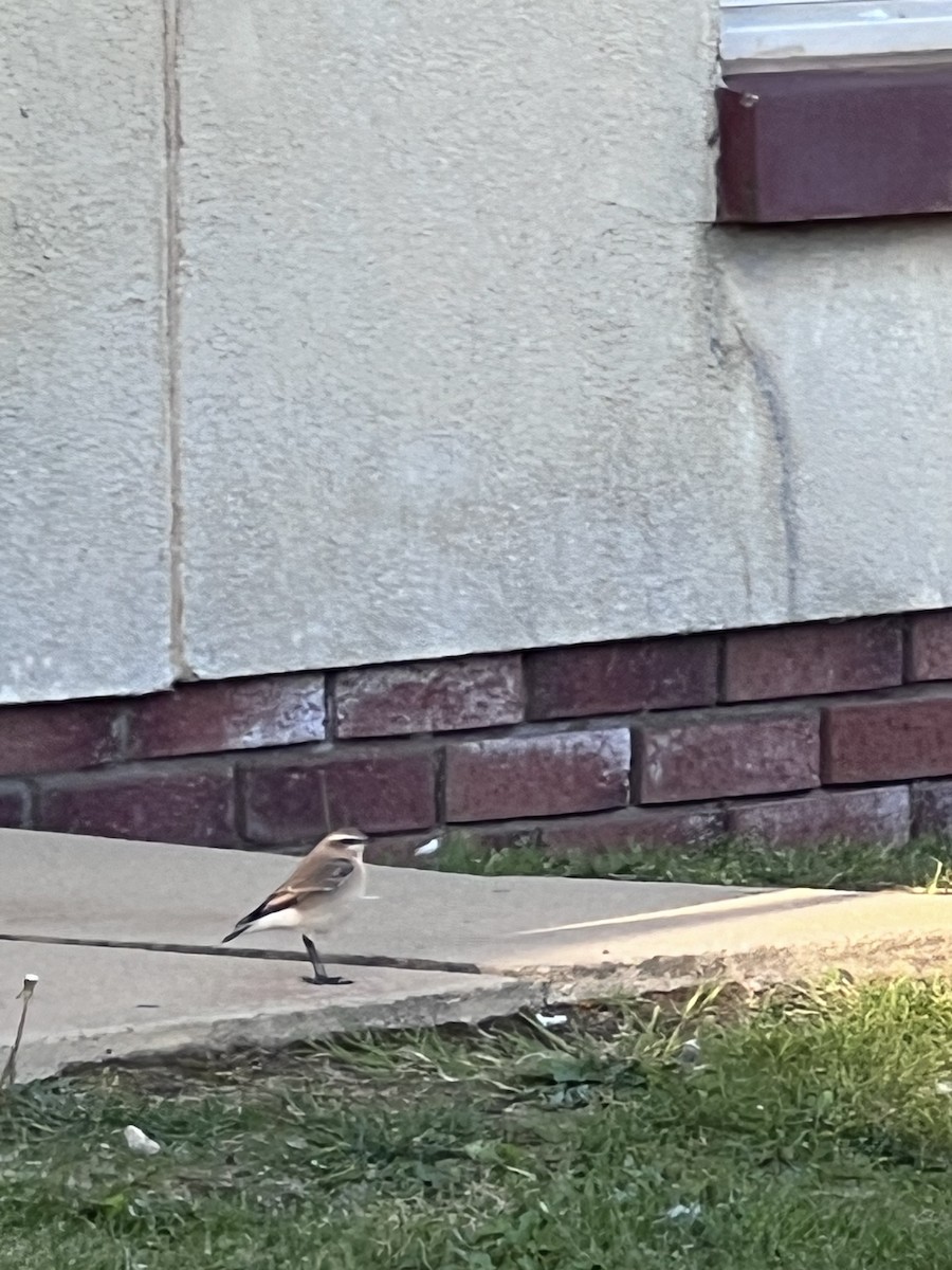 Northern Wheatear - Billy Liddell