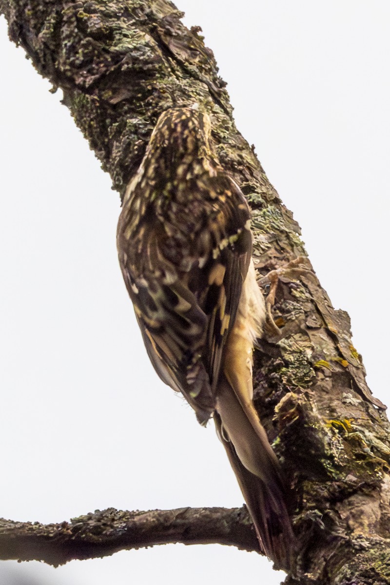 Brown Creeper - ML624226193