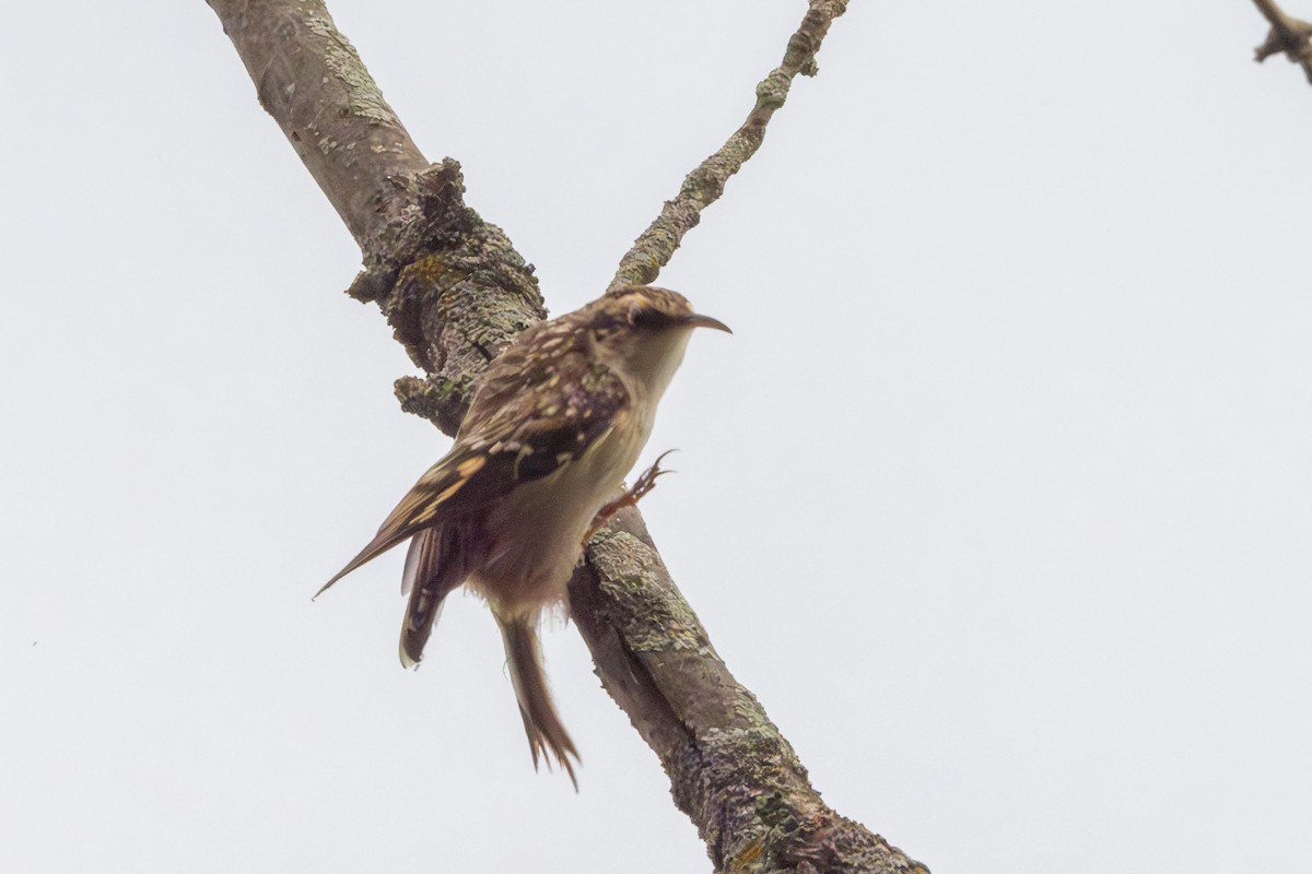 Brown Creeper - ML624226194