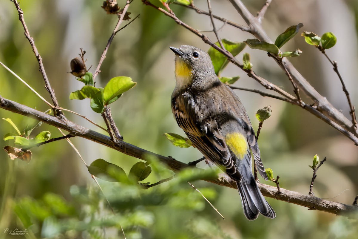 Yellow-rumped Warbler (Audubon's) - ML624226196