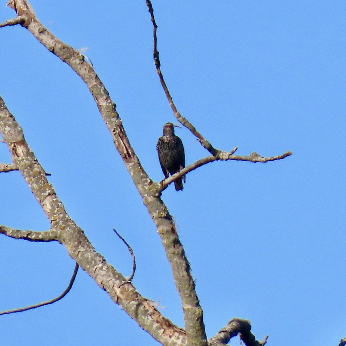 European Starling - ML624226197