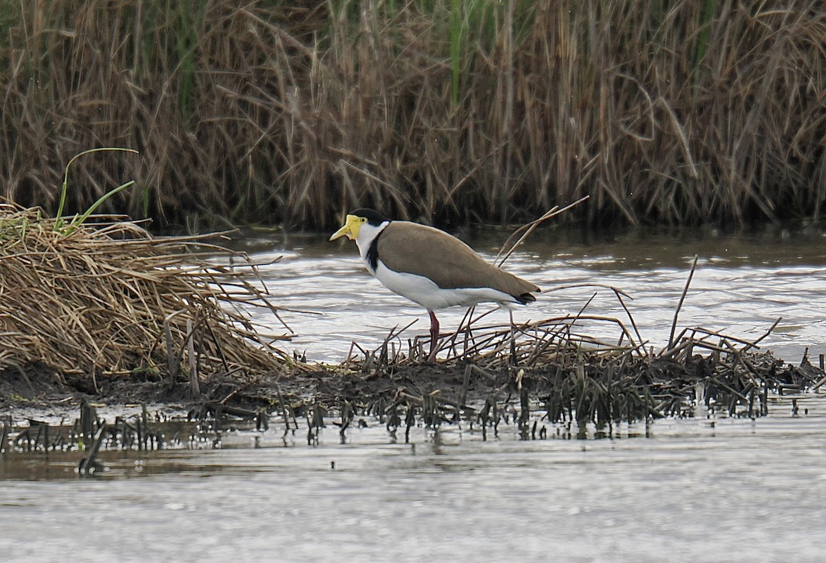 Masked Lapwing - ML624226198