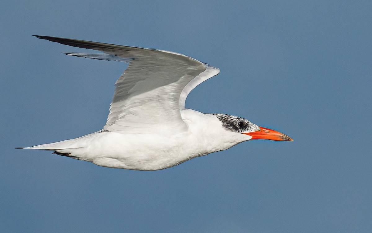 Caspian Tern - Wouter Van Gasse