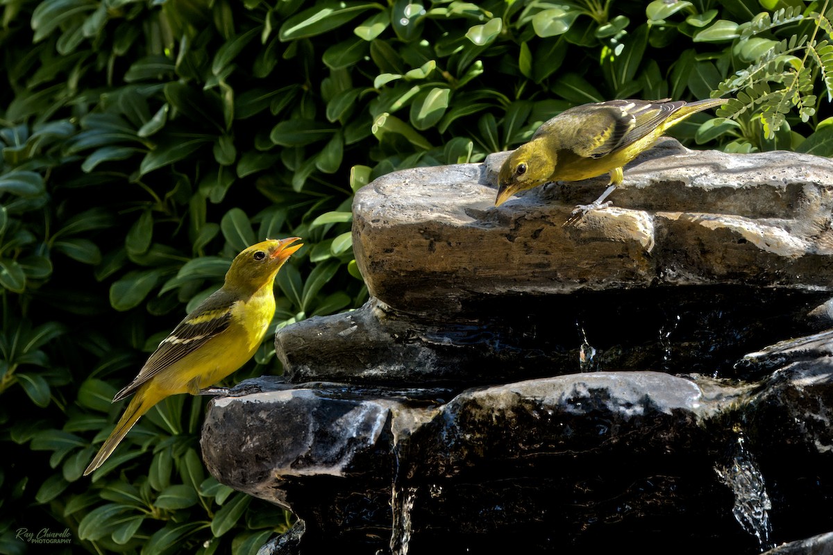 Western Tanager - ML624226200