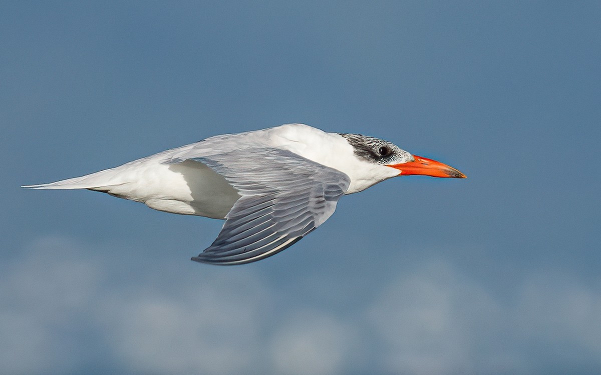 Caspian Tern - ML624226201