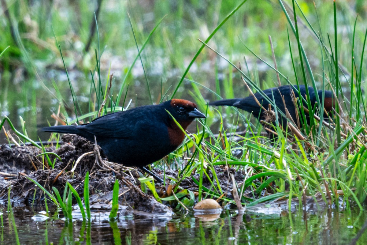 Chestnut-capped Blackbird - ML624226202