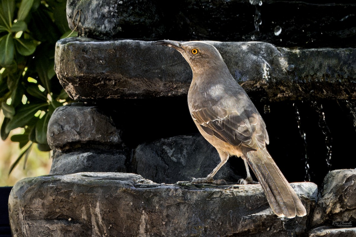 Curve-billed Thrasher - Ray Chiarello