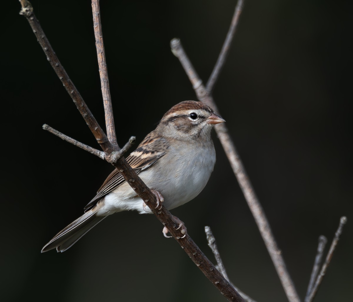 Chipping Sparrow - ML624226210