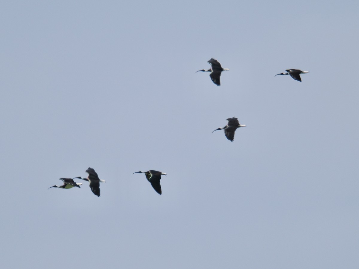 Straw-necked Ibis - ML624226211