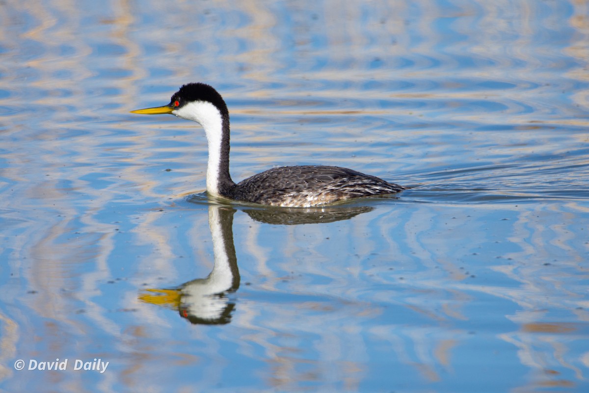 Western/Clark's Grebe - David Daily