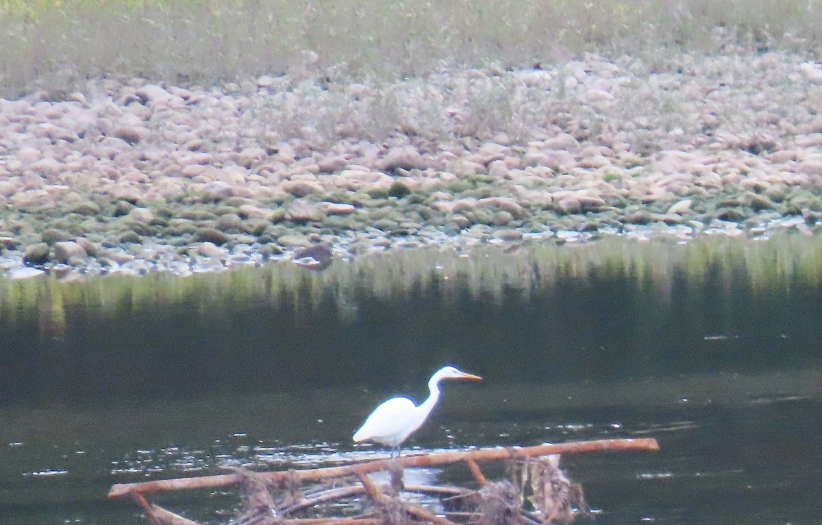 Great Egret - ML624226213