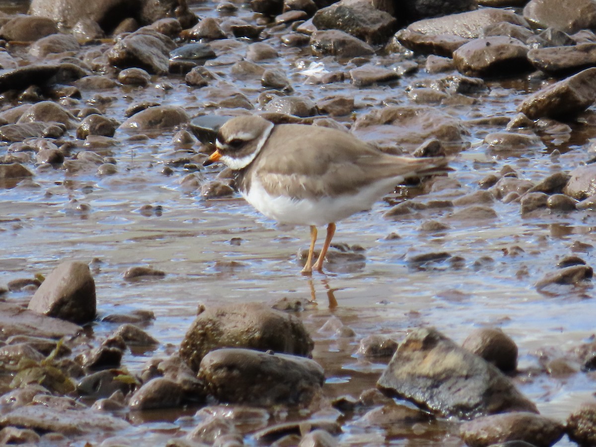 Common Ringed Plover - ML624226214