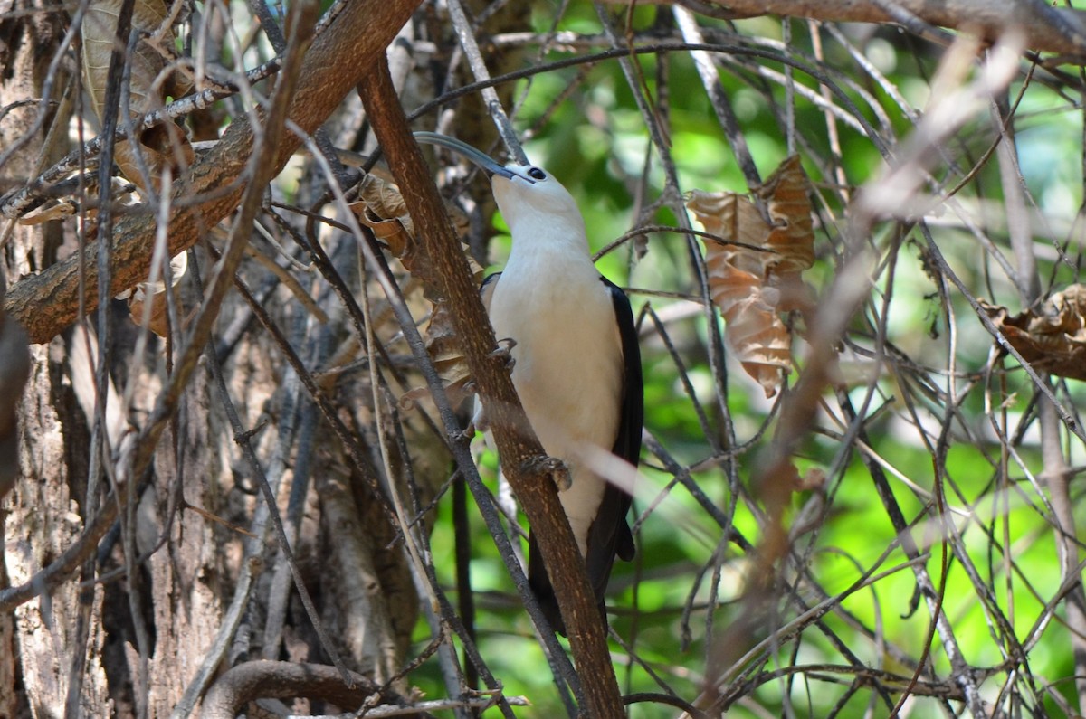 Sickle-billed Vanga - ML624226216