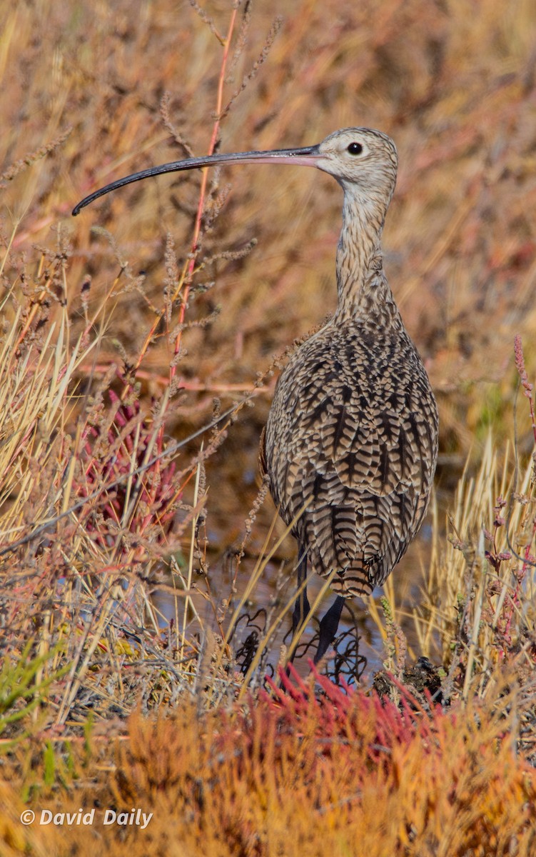 Long-billed Curlew - ML624226217