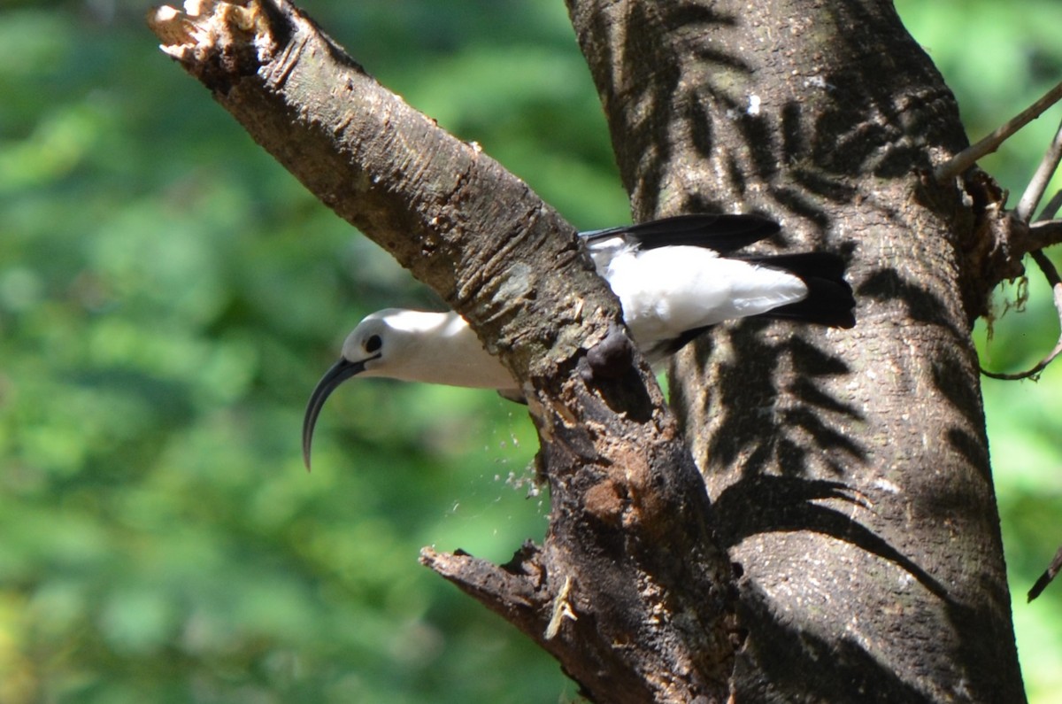 Sickle-billed Vanga - ML624226219