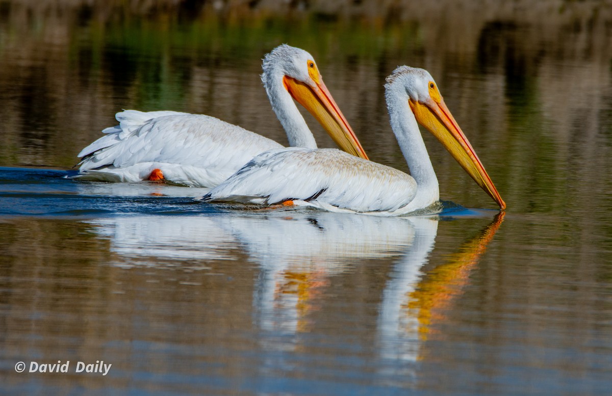 American White Pelican - ML624226220