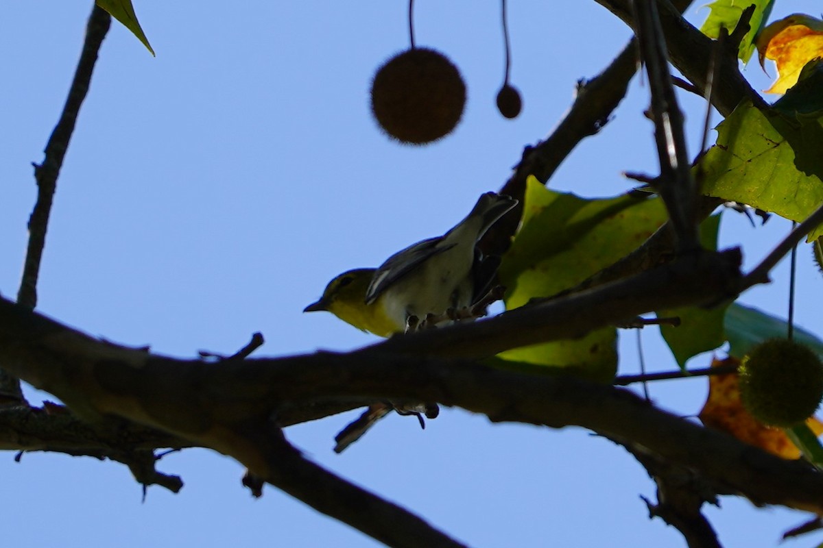 Vireo Gorjiamarillo - ML624226221