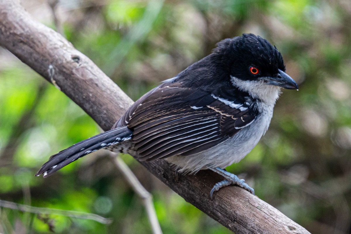 Great Antshrike - ML624226225