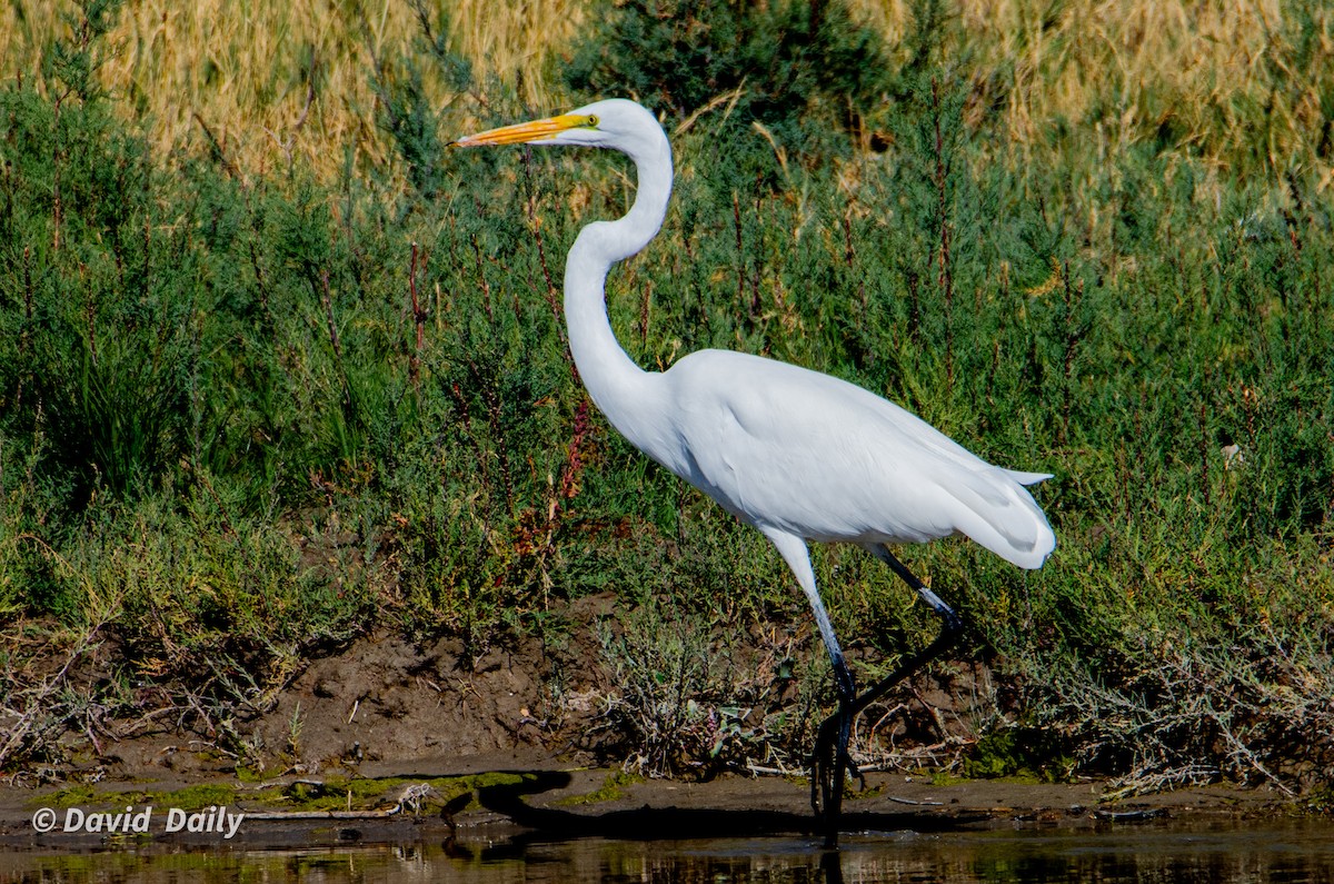 Great Egret - ML624226226