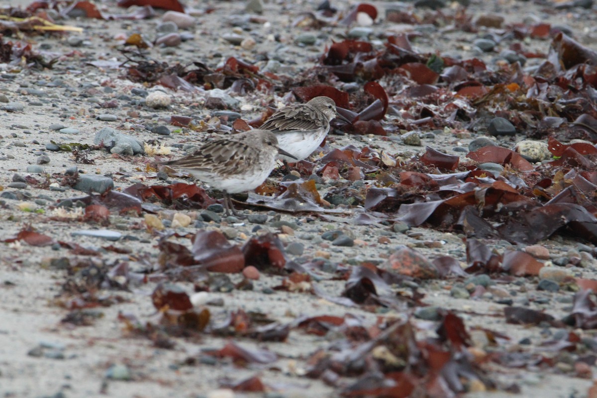 White-rumped Sandpiper - ML624226227