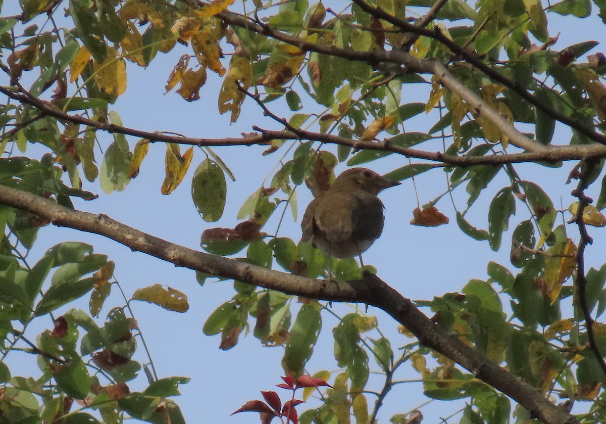 Swainson's Thrush - ML624226228