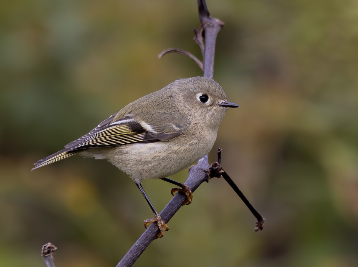 Ruby-crowned Kinglet - ML624226229