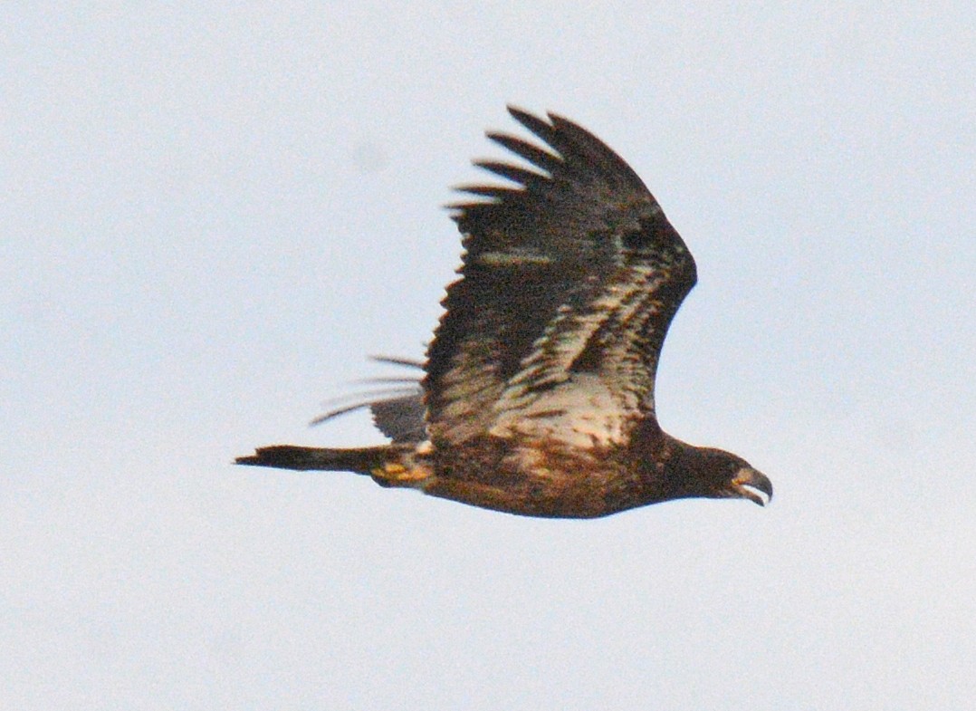 Bald Eagle - Michael J Good