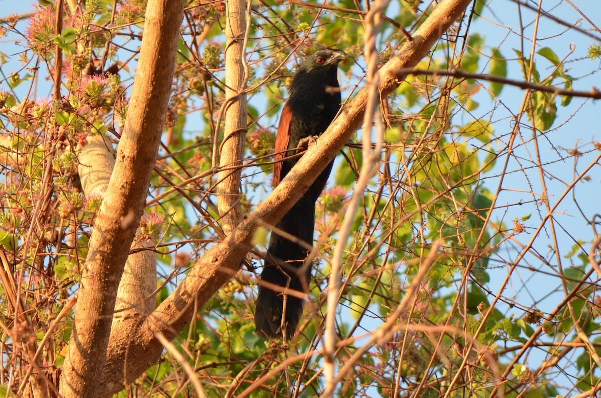 Malagasy Coucal - ML624226232