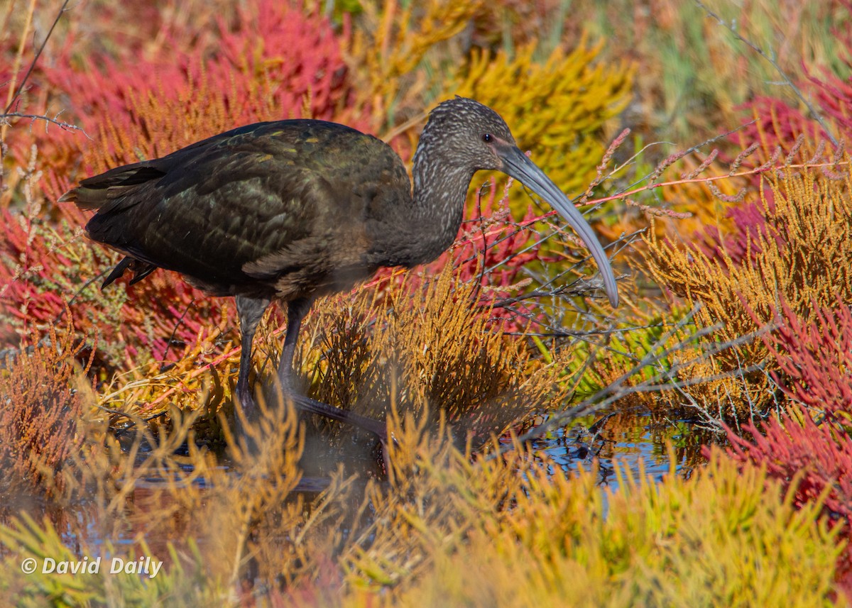 White-faced Ibis - ML624226233